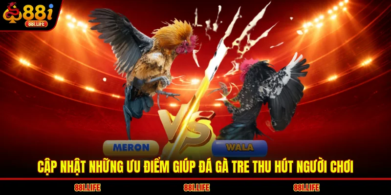 Cập nhật những ưu điểm giúp đá gà tre thu hút người chơi
